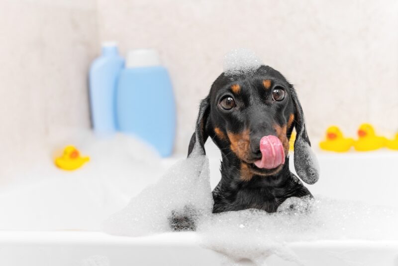 Dog sitting in bathtub against the background of yellow ducks