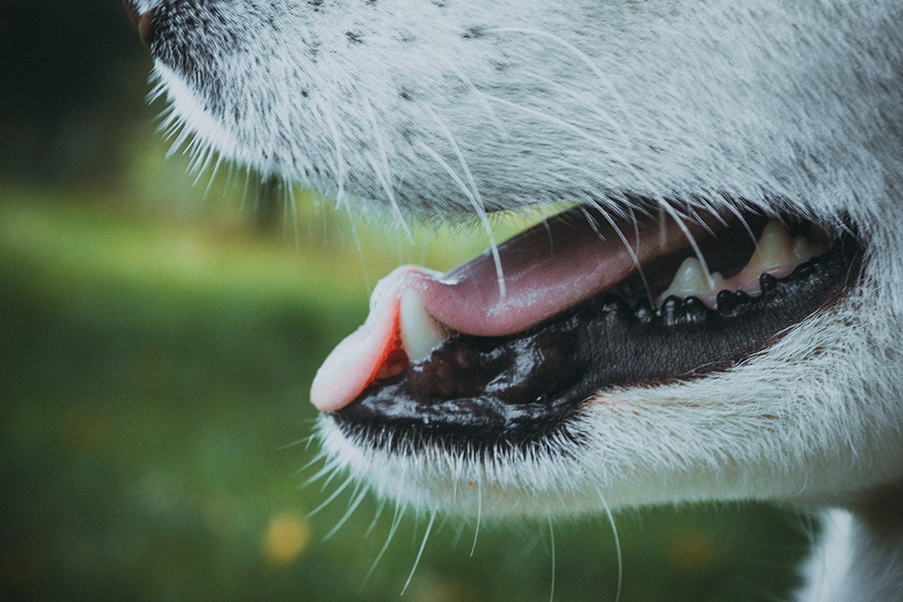 Dog teeth zoomed in_Andriyko Podilnyk_Unsplash