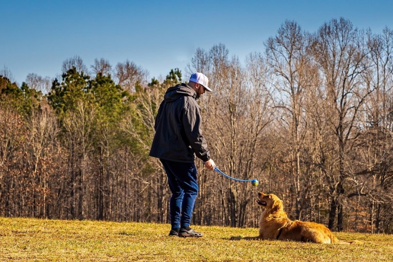 Dog trainer teaching a Golden retriever obedience