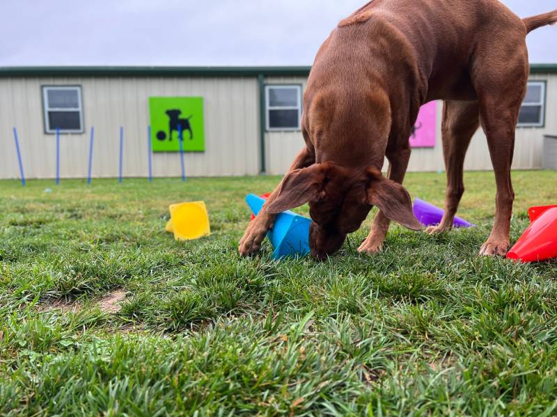Dog using paw to turn over cone during memory scent work game