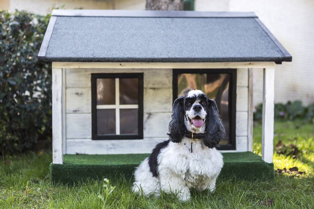 Dog with Dog House
