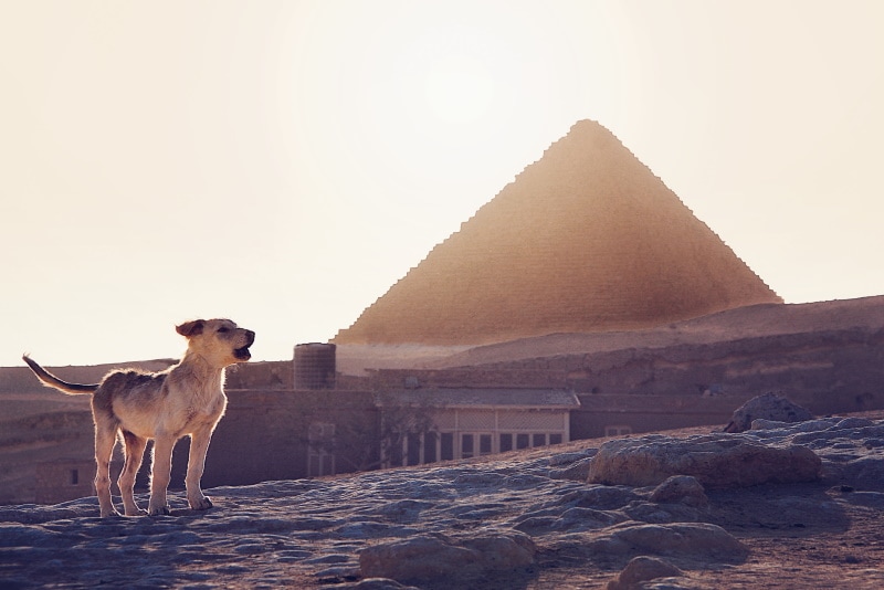 Dog with Egyptian ruins in the background