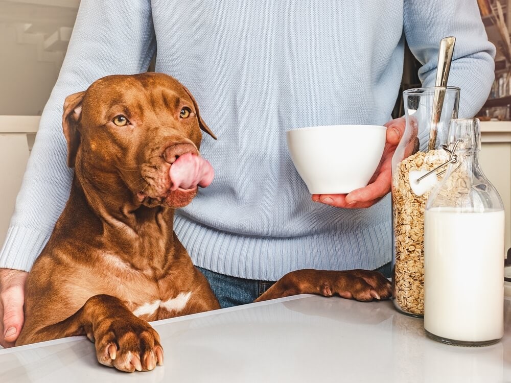 Dog with milk and oats