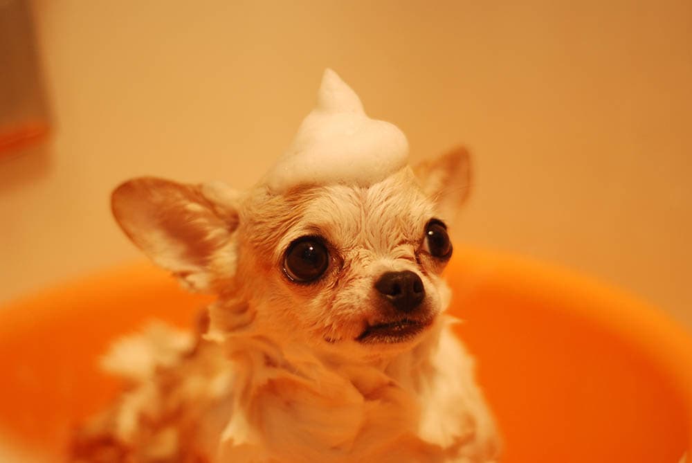 Dog with shampoo on bath_Nishizuka_Pexels