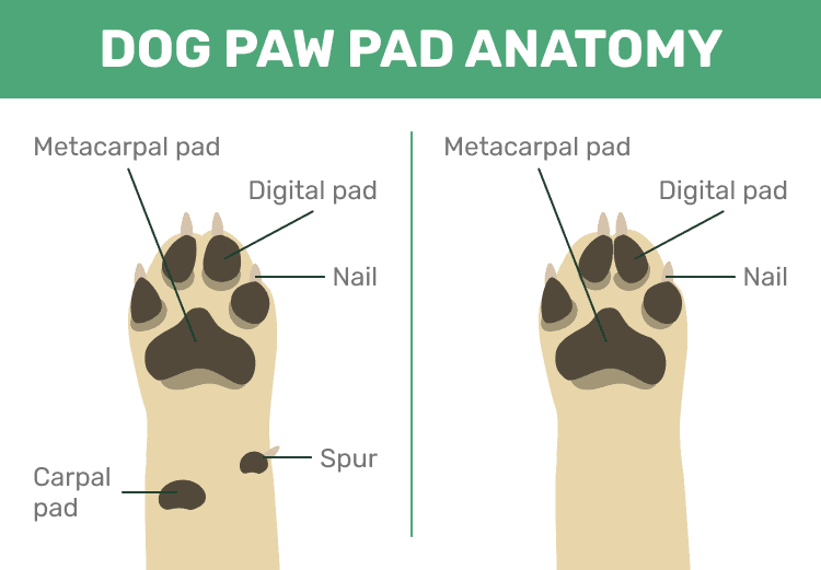 Dog's paw pads