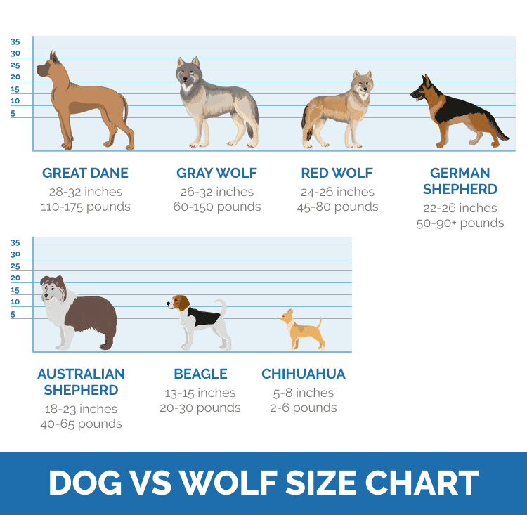 Dog_vs_Wolf_Size_Chart