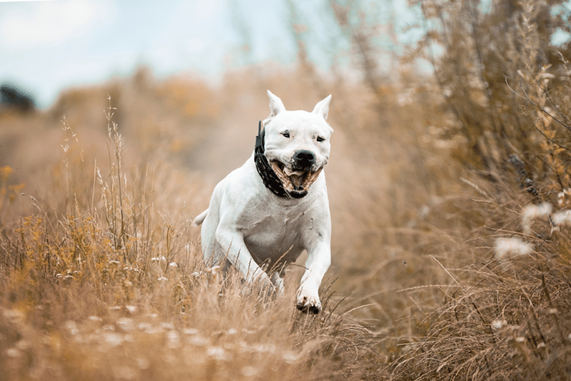 Domestic dog, Dogo Argentino, three puppies playing with