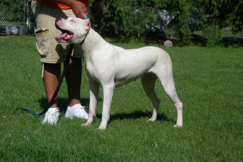 Dogo Argentino standing on grass