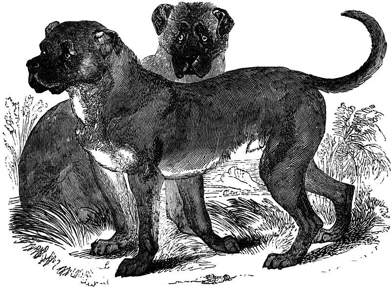 Dogo Cubano extinct dog breed illustration