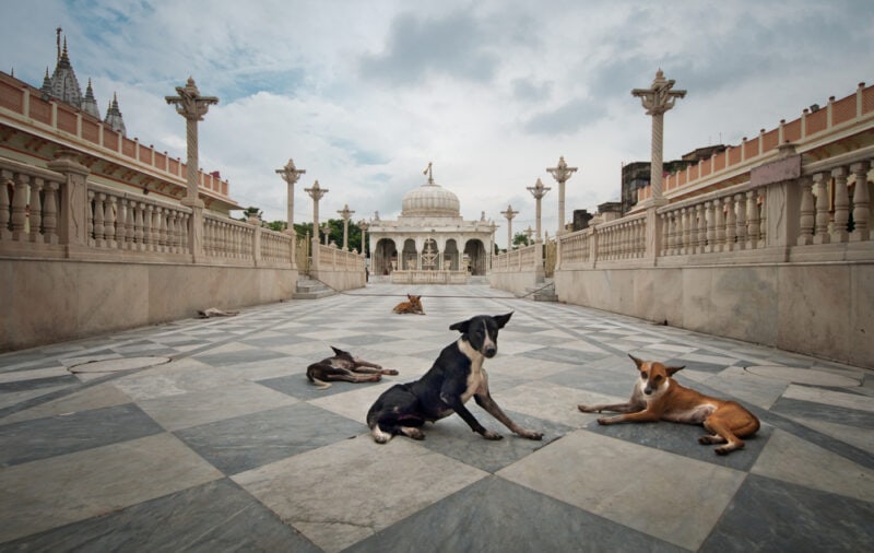 Dogs at the entrance of a Jainist Temple in Kolkata, India