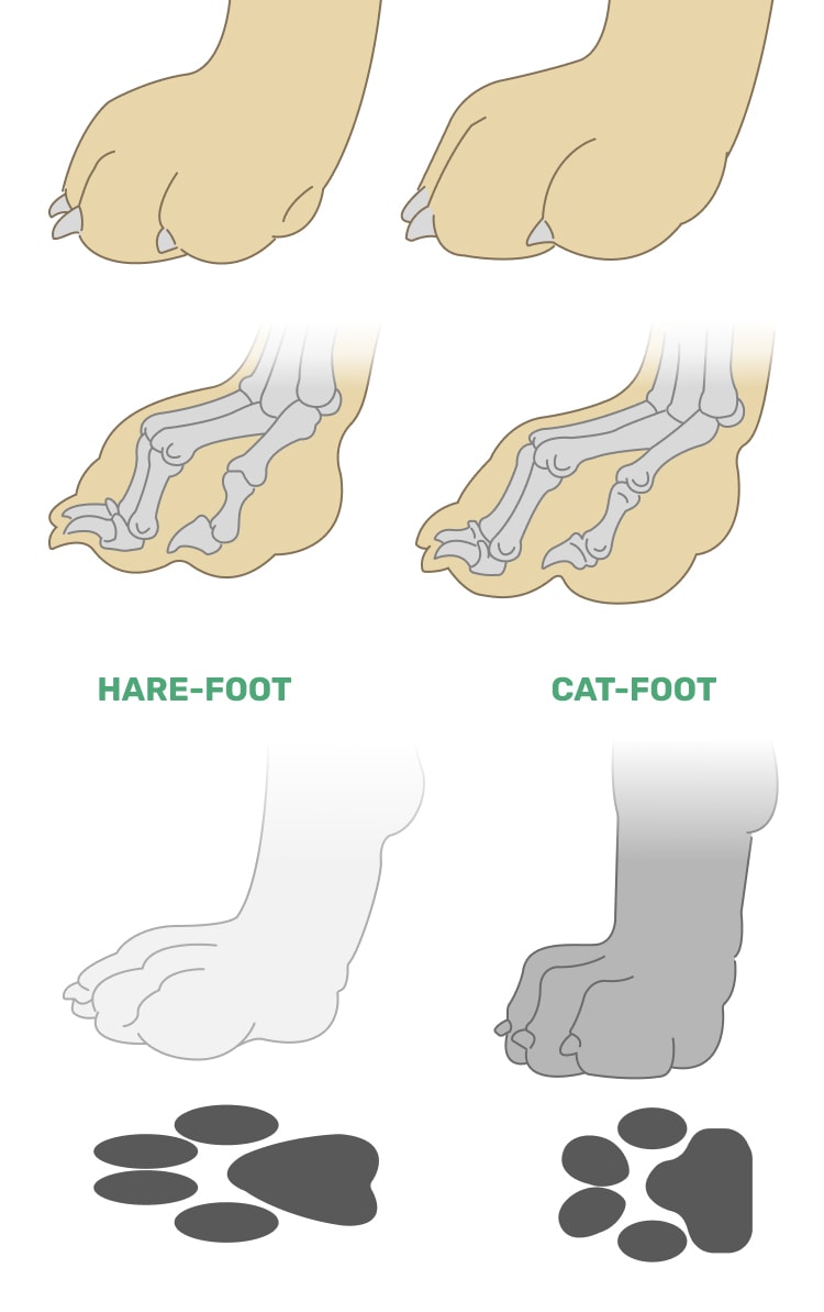 Dog's feet hare vs cat