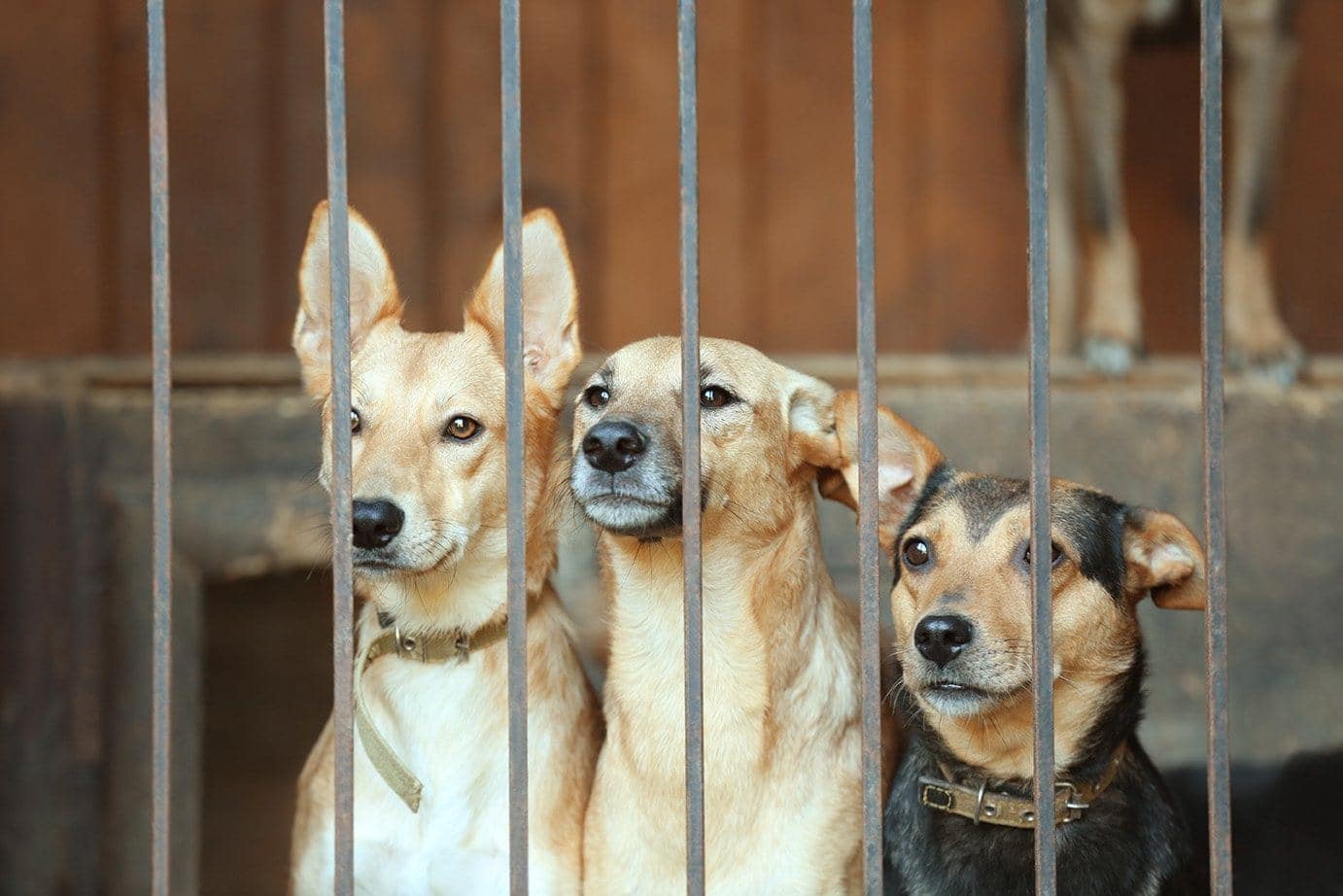 dogs in shelter