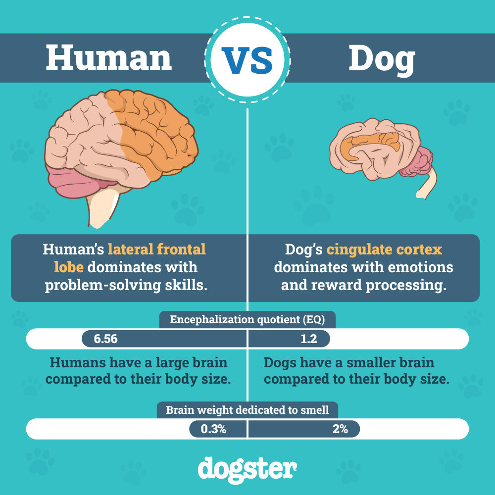 Dog Brain vs Human Brain Infographic