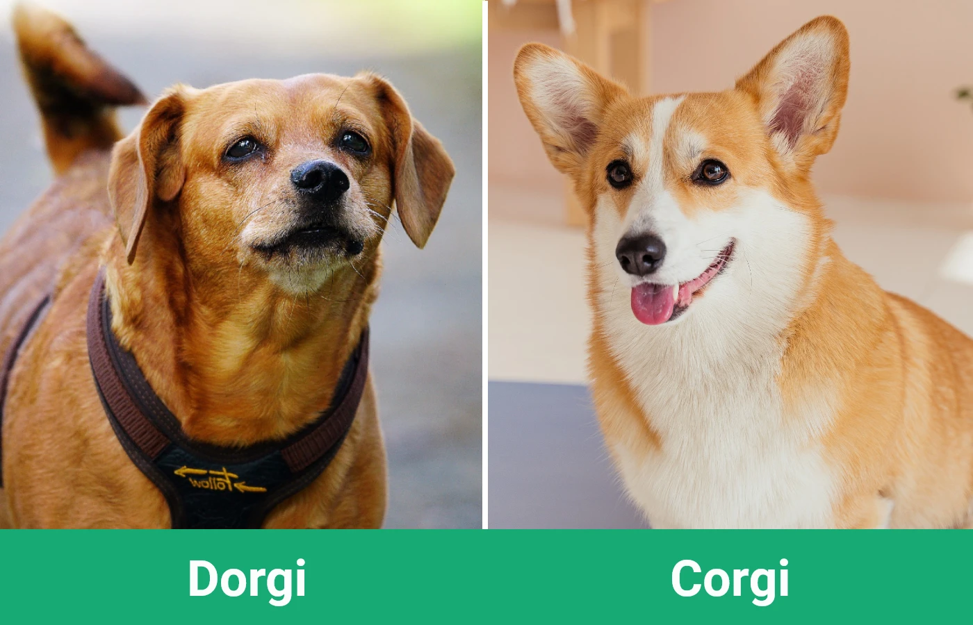 Dorgi vs Corgi - Visual Differences