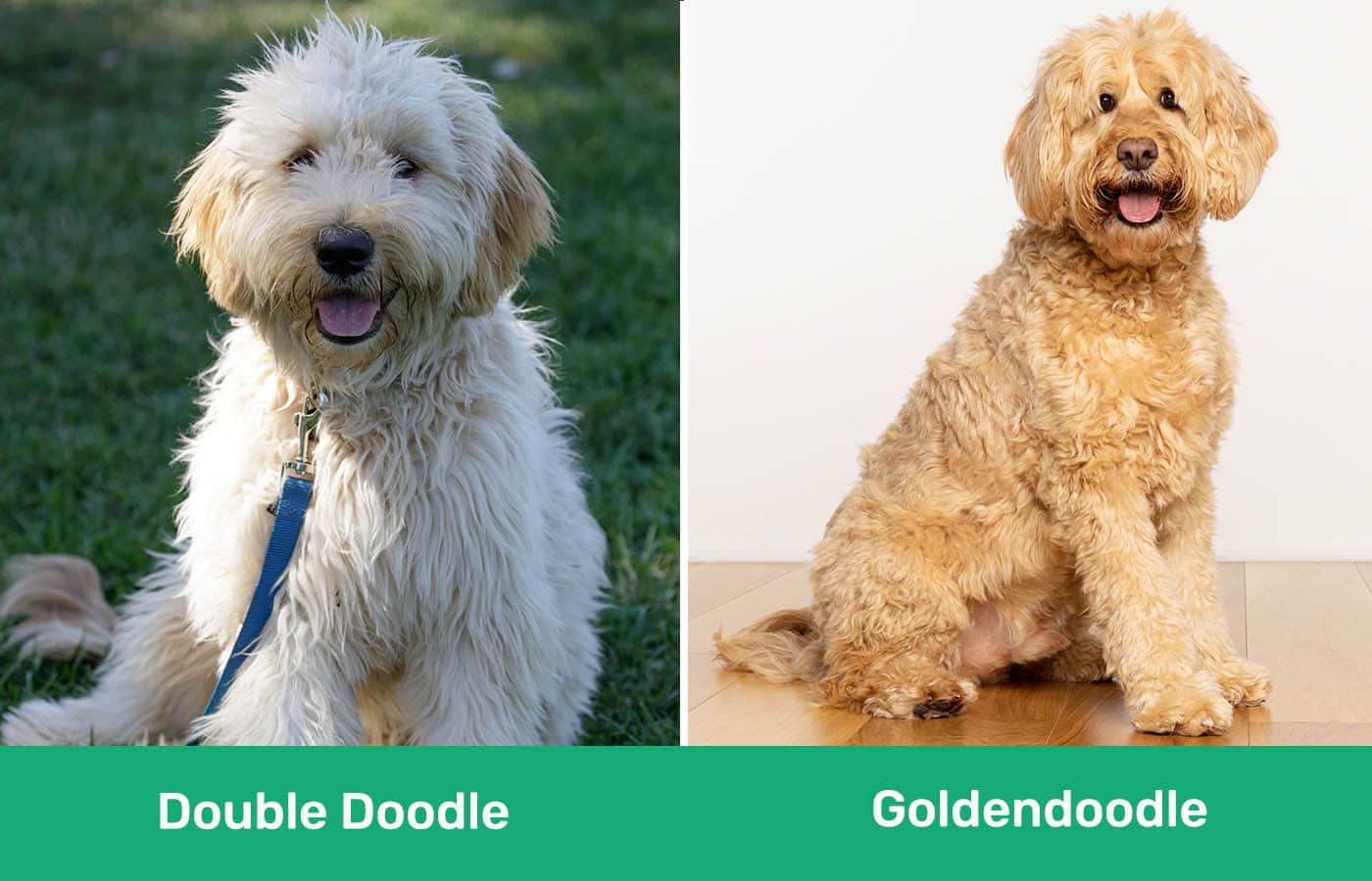 Double Doodle vs Goldendoodle side by side