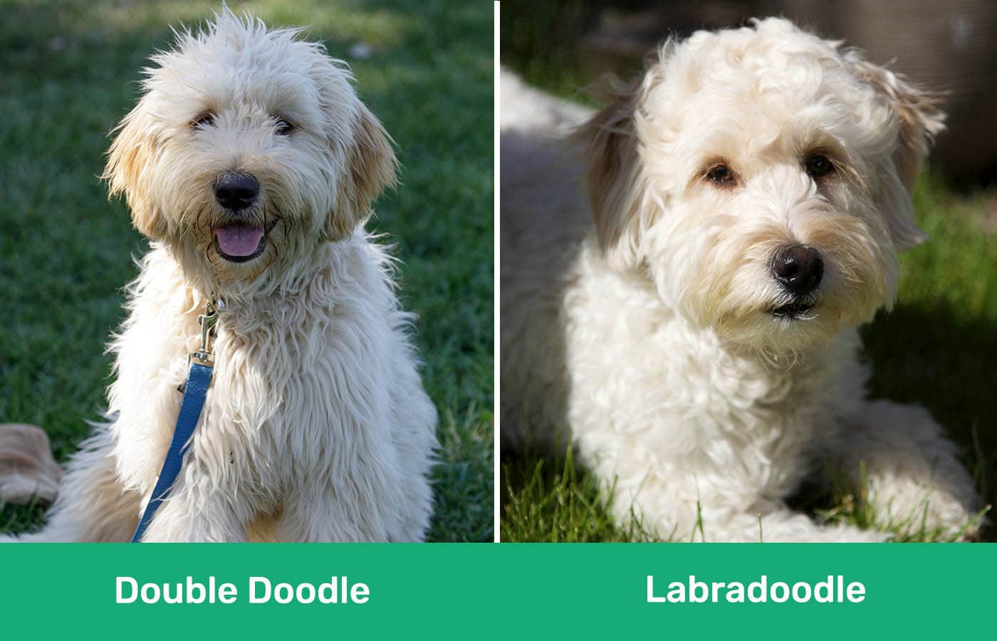 Double Doodle vs Labradoodle side by side