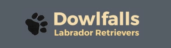 Dowlfalls Labrador Retreivers