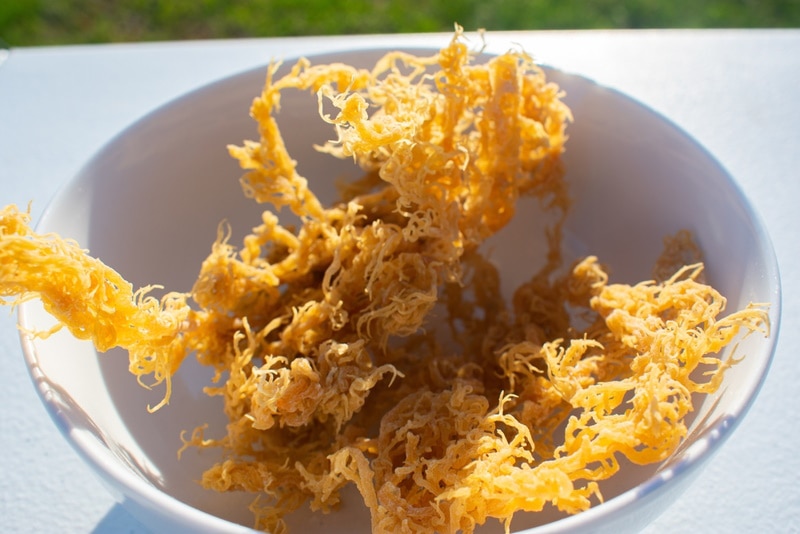 Dried sea moss in a white bowl