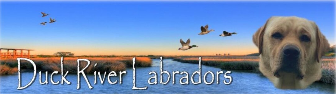 Duck River Labradors