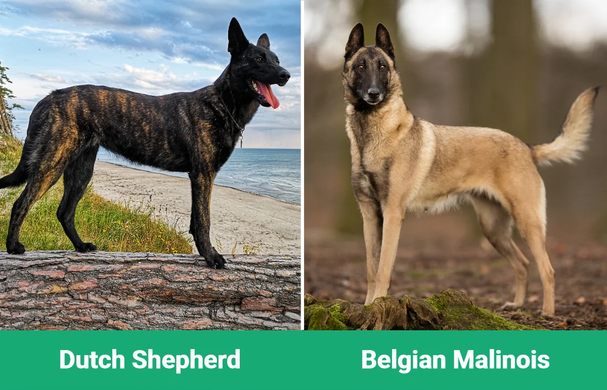 Dutch Sheperd vs Belgian Malinois - Visual Differences