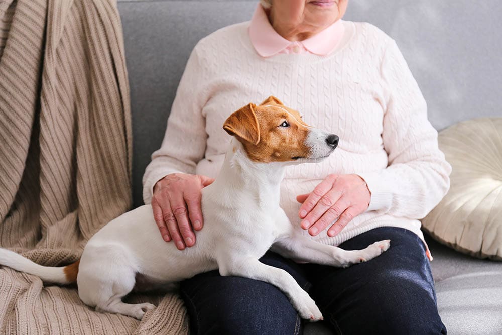 How Many Emotional Support Animals Can You Have Regulations FAQ