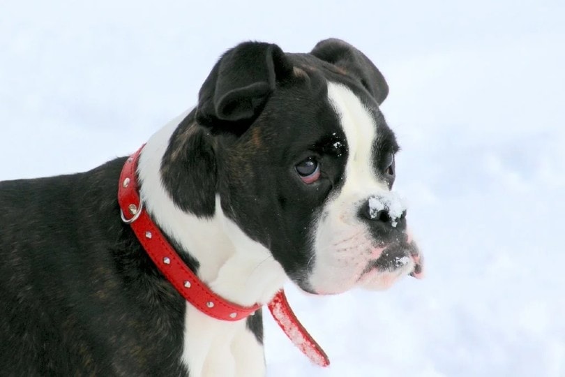 English Boston-Bulldog on snow