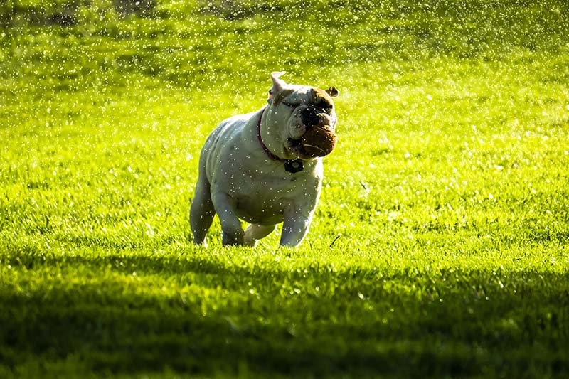 English Bulldog runs on lawn with tennis ball on sunny day