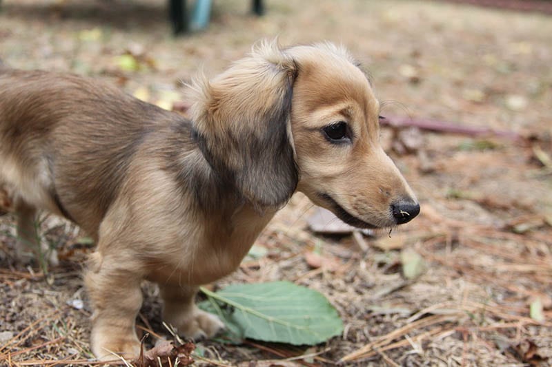 English cream long haired miniature dachshund