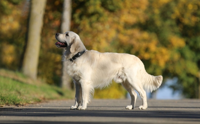English Golden Retriever standing on the road