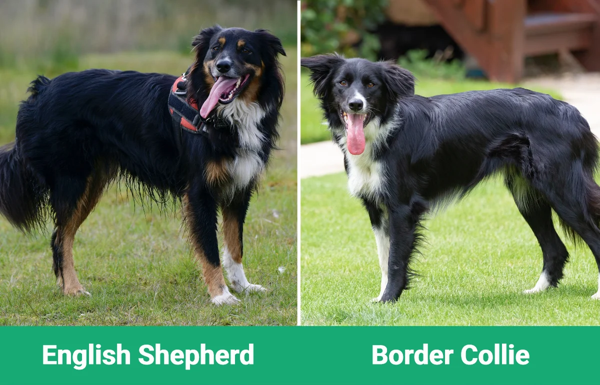 English Shepherd vs Border Collie - Visual Differences