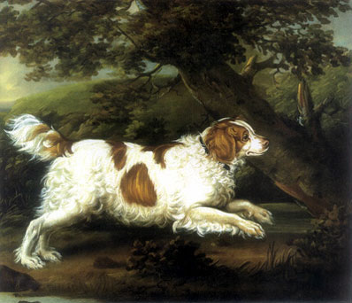 English Water Spaniel extinct dog