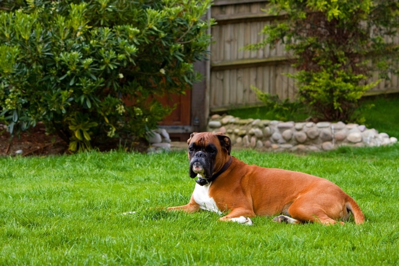 English boxer on the grass