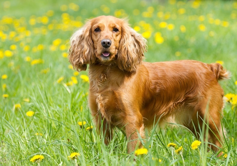 english cocker spaniel dog on grass