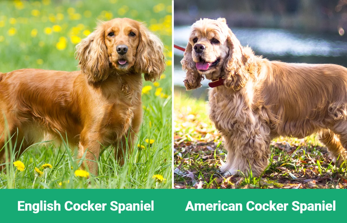 English vs American Cocker Spaniel - Visual Differences