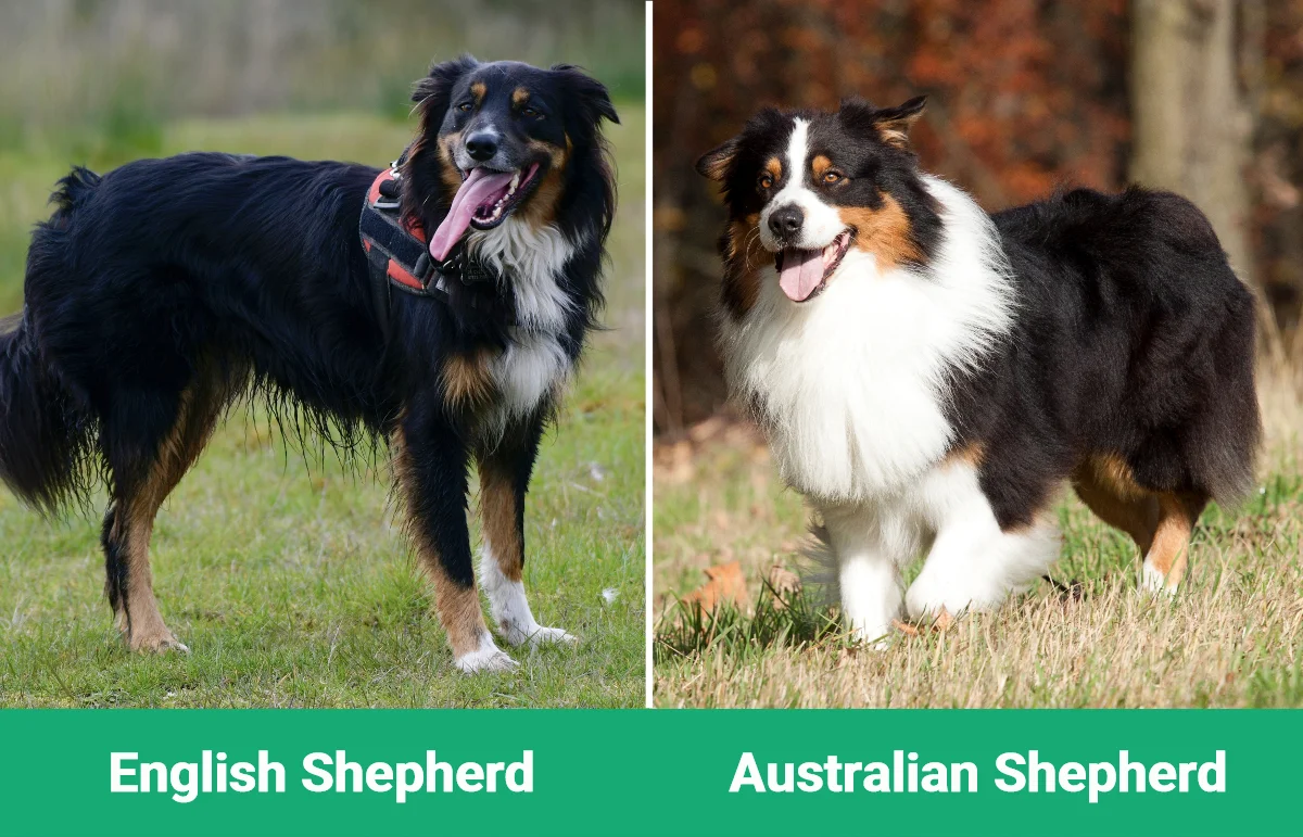 English vs Australian Shepherd - Visual Differences