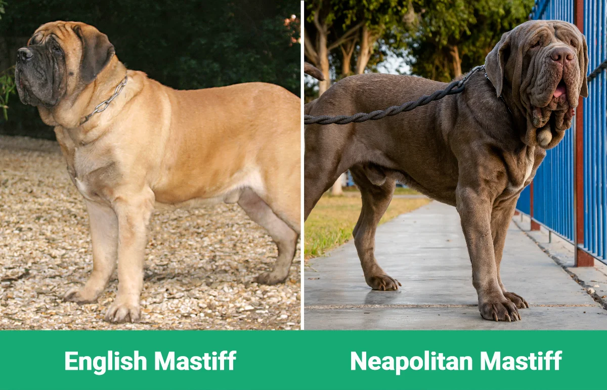 English vs Neapolitan Mastiff - Visual Differences