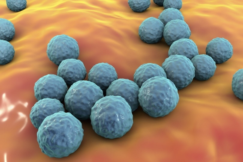 Enterococcus Faecium_Kateryna Kon_Shutterstock