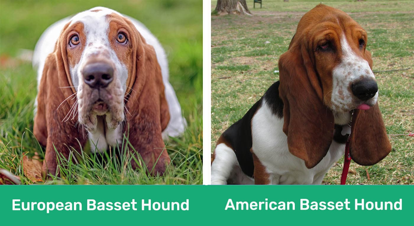 European vs American Basset Hound side by side