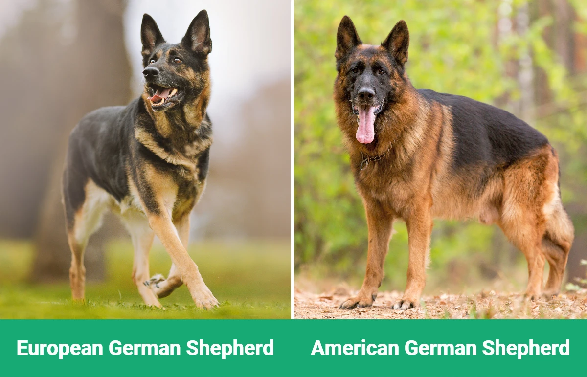 European vs American German Shepherd - Visual Differences