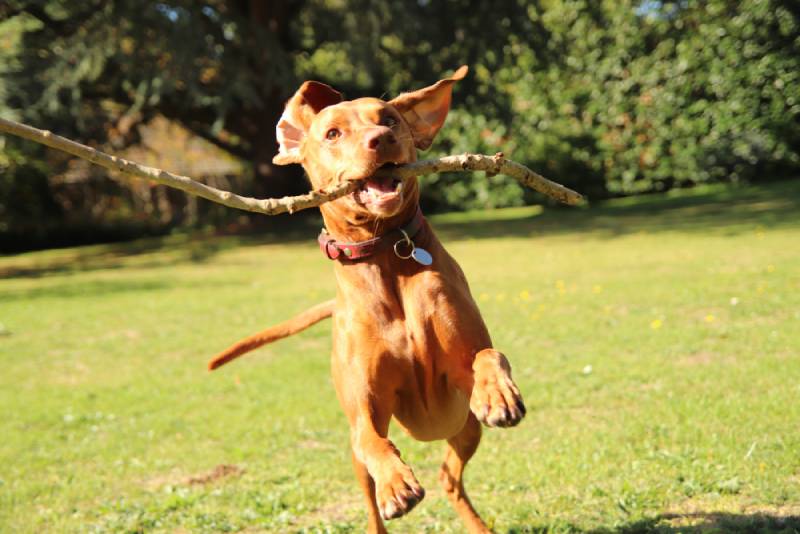 Excited vizsla puppy dog with stick playing in park