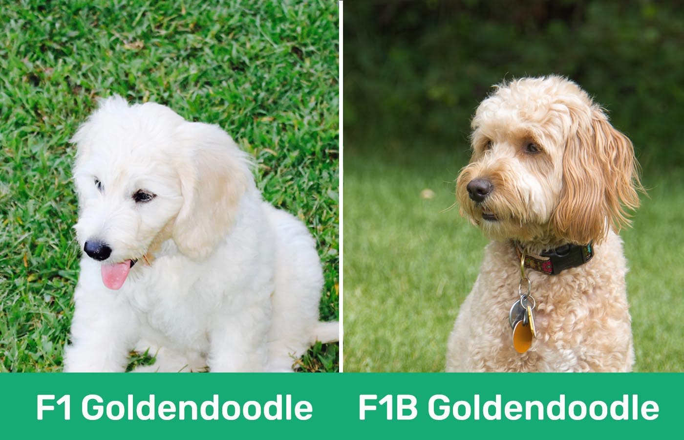 F1 Goldendoodle vs F1b Goldendoodle Side by side