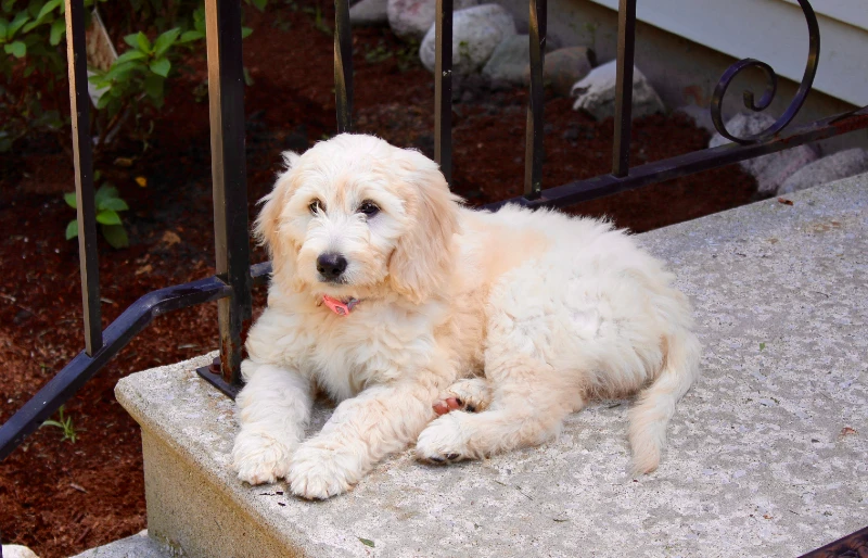 F1 goldendoodle lying on the stoop