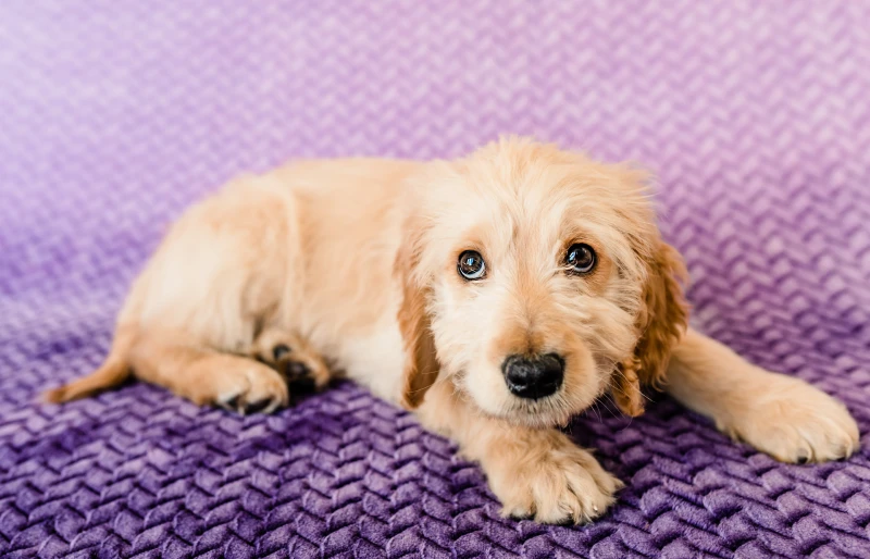 F1 goldendoodle puppy dog lying on purple blanket