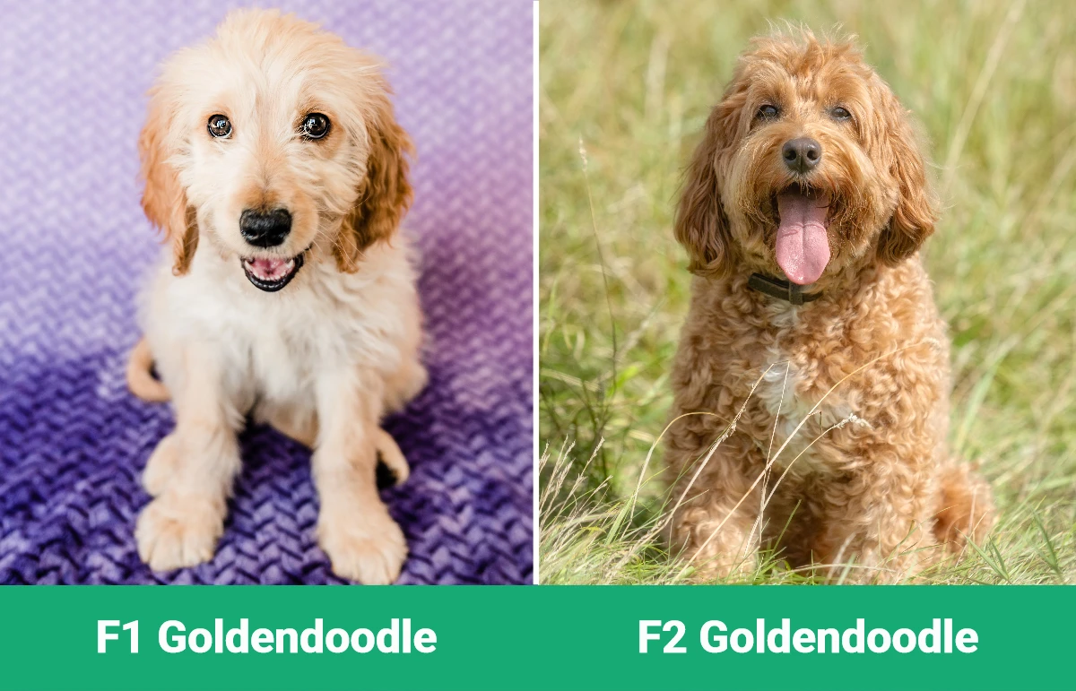 F1 vs F2 Goldendoodle - Visual Differences