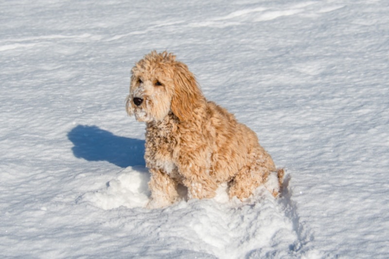 F1b goldendoodle sitting in the snowy ground