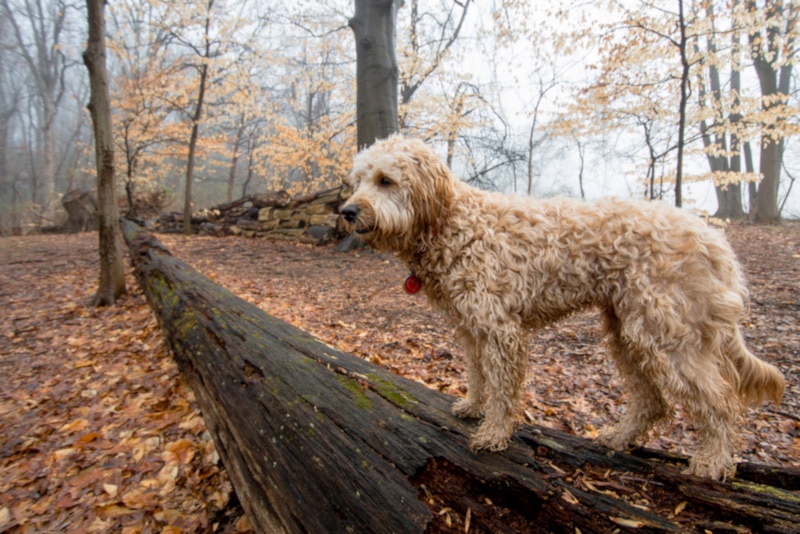 F1b goldendoodle standing on a fallen tree