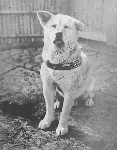 Hachiko standing black and white photo from Wikimedia Commons