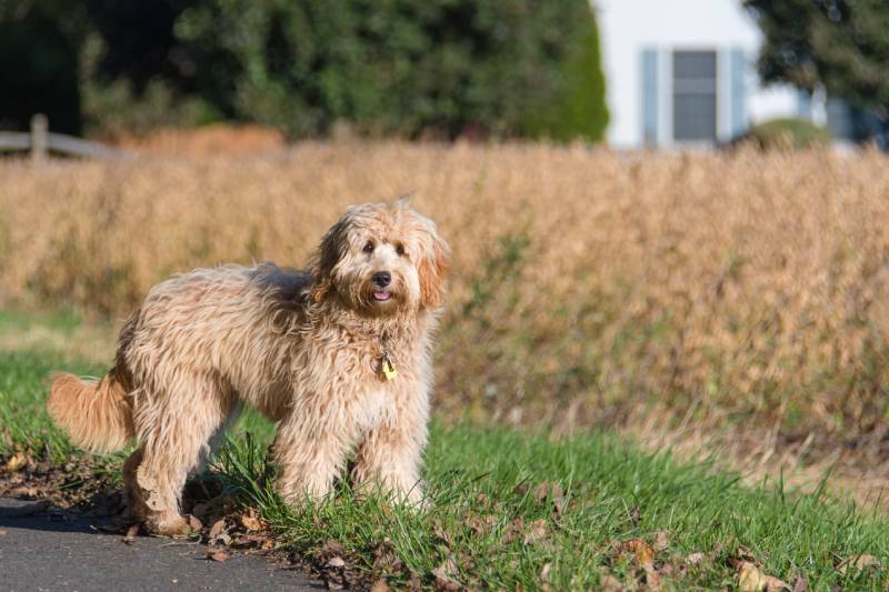 Female mini goldendoodle F1B dog in outdoor environment