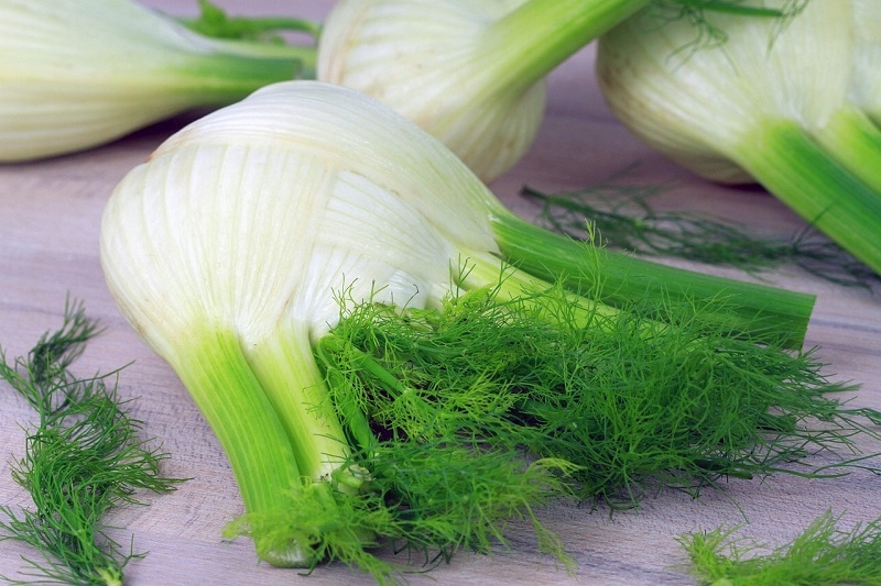 Fennel_close up