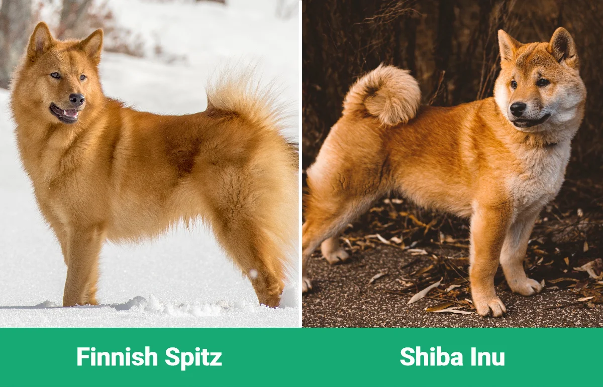 Finnish Spitz vs Shiba Inu - Visual Differences